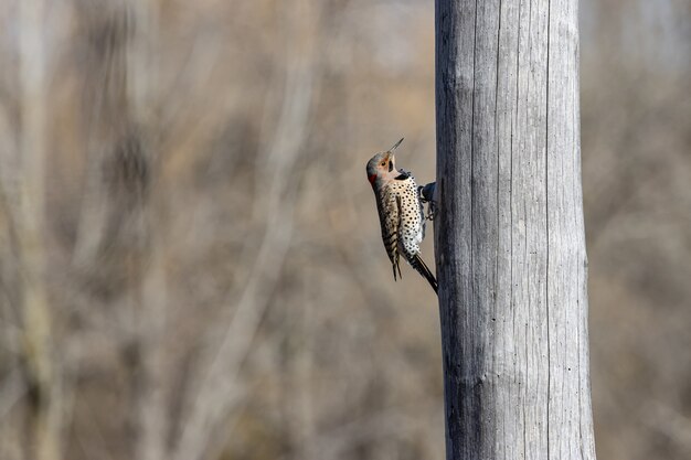 Bird holding on to a tree