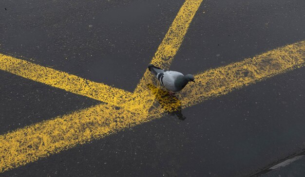 Bird image bird sitting on the grey yellow lined road during daytime