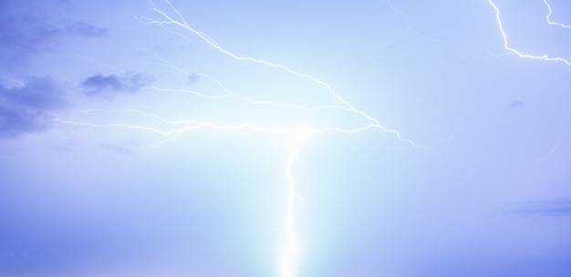 Free photo bird of a lightning