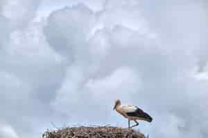 Foto gratuita uccello sul nido