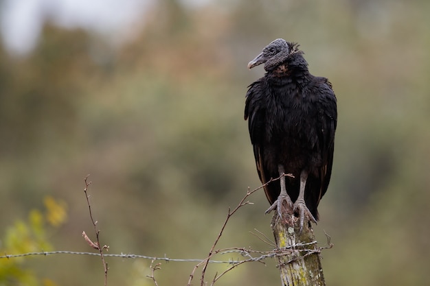 自然の生息地でパンタナールの鳥