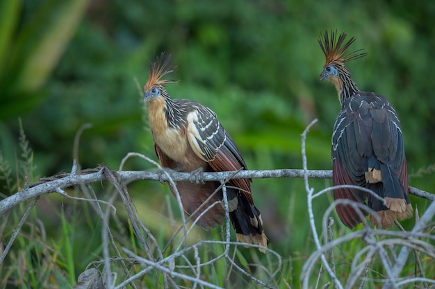 自然の生息地で南アメリカの鳥
