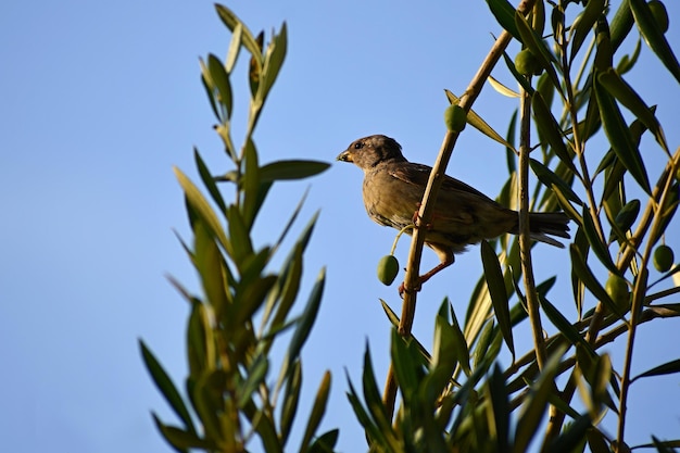 オリーブの木立の鳥