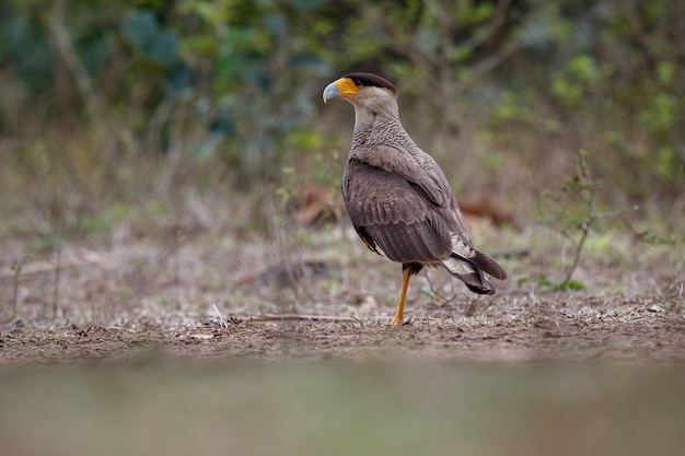 Foto gratuita uccello del pantanal nell'habitat naturale