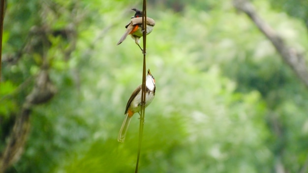 Bird_photography птицы дятел птица наблюдает за дикой природой