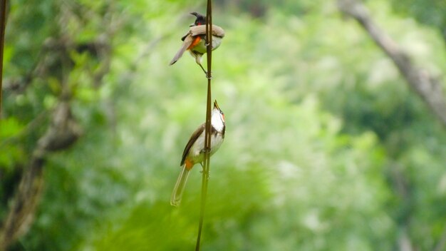 bird_photography 조류 딱따구리 조류 야생 생물을보고