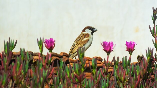 bird_photography鳥のキツツキの愛鳥の野生動物