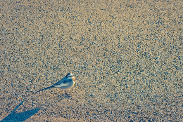 道路上の鳥。 （フィルタリングされた画像は、ヴィンテージの効果を処理しました。）