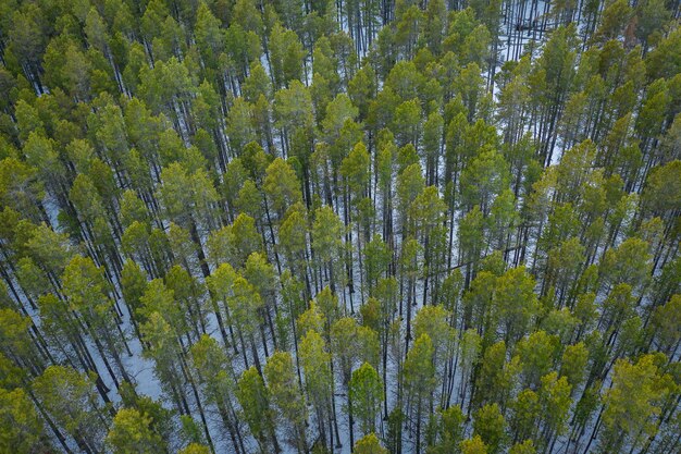 無料写真 冬の背の高い緑の木々のある森の鳥瞰図