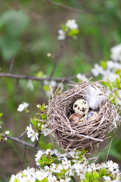 Free photo bird's nest on a branch with easter quail eggs for easter natural background with a nest in flowering branches spring background copy space