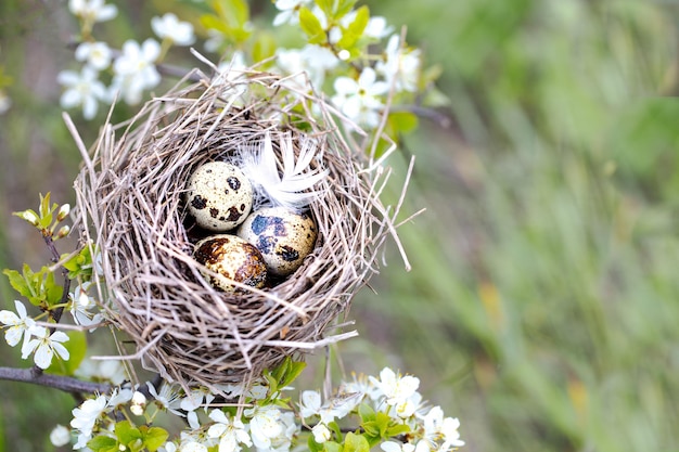 Bird's nest on a branch with Easter quail eggs for Easter Natural background with a nest in flowering branches Spring background Copy Space