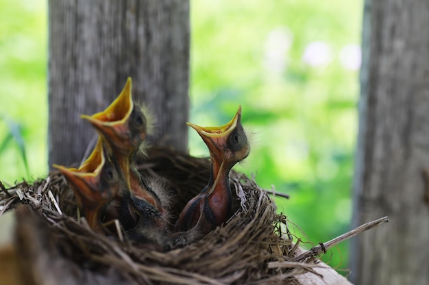 初夏の鳥と鳥の巣小鳥の卵とひよこムクドリがひよこに餌をやる Premium写真