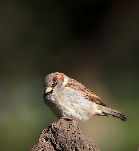 背景をぼかした写真を岩の上に座っている鳥