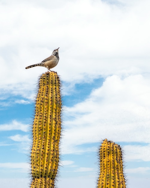 bird sitting on top of a cactus in the Sonoran Desert outside of Tucson Arizona