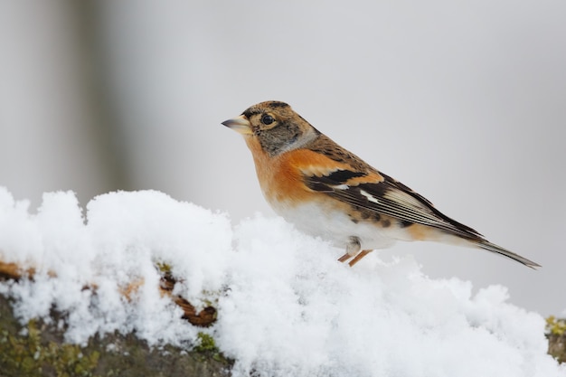 雪に覆われた木の枝の鳥