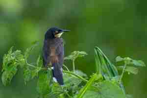 Foto gratuita uccello del sud america nell'habitat naturale