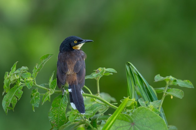 자연 서식지에서 남미의 새