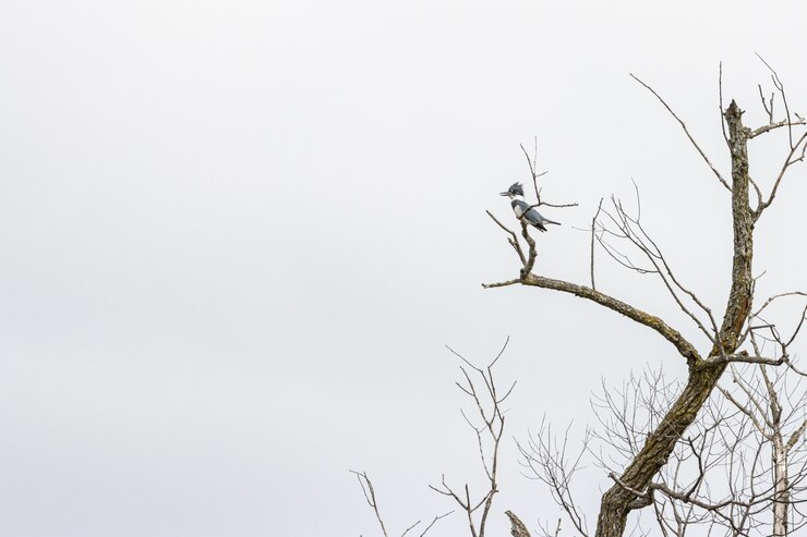 Free Photo bird standing on a tree branch under a cloudy sky