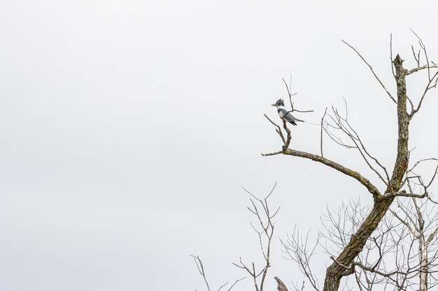 Bird standing on a tree branch under a cloudy sky