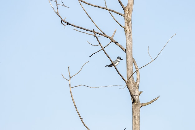 백그라운드에서 푸른 하늘이 나뭇 가지에 서있는 새