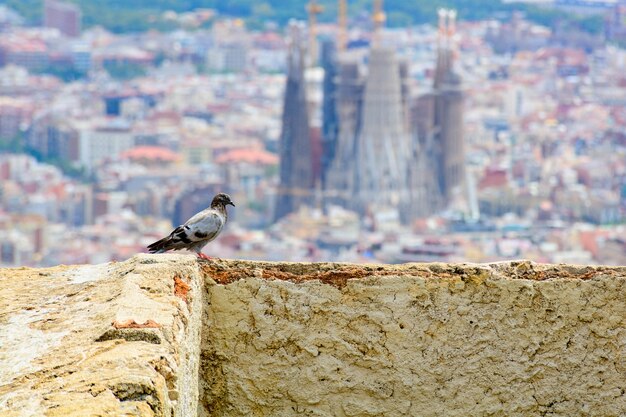 Bird standing on the wall with the city