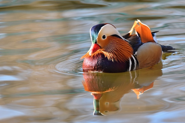 Free photo bird swimming in a lake