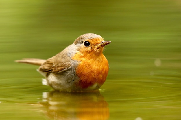 Bird in the water