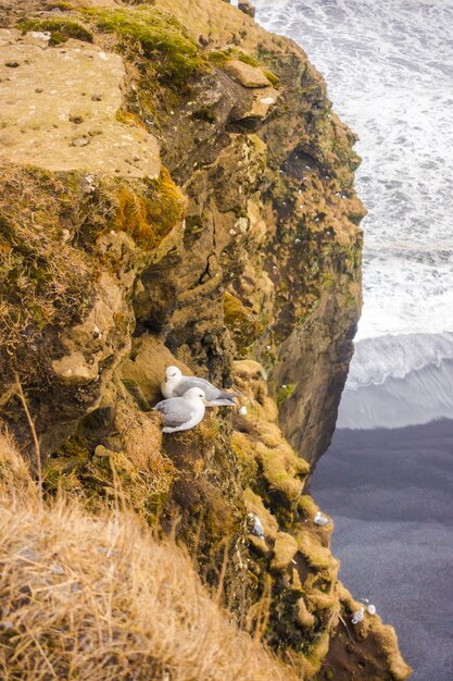 Birds on cliffs in Iceland .