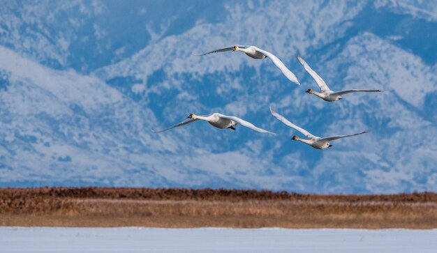 Birds flying over a lake