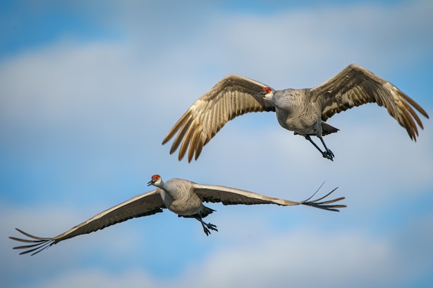 Birds flying in the sky