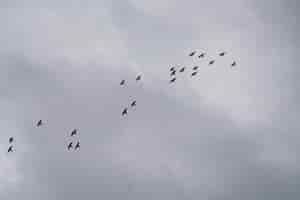 Бесплатное фото Птицы в небе с облаками