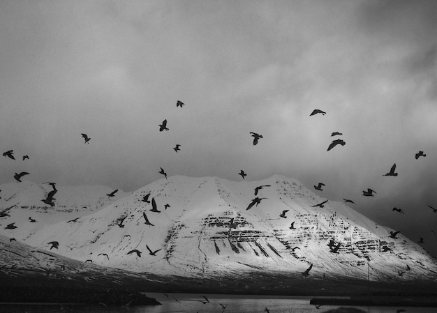 Birds in the mountain in black and white