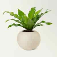 Free photo birds nest plant in a beige pot