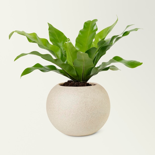 Birds nest plant in a beige pot