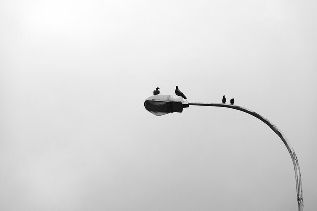Birds sitting on a lamp post
