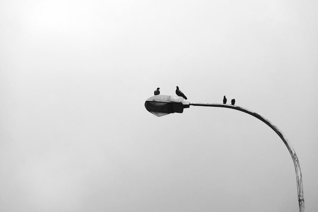 無料写真 街灯柱に座っている鳥