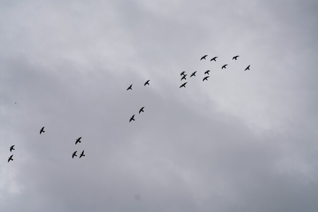 Birds in the sky with clouds