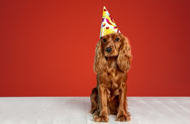 Birthday gift. English cocker spaniel young dog is posing. Cute playful brown doggy or pet is sitting on white floor isolated on red wall. Concept of motion, action, movement, pets love.