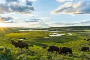 Foto gratuita mandria di bisonti al pascolo nel parco nazionale di hayden valley yellowstone