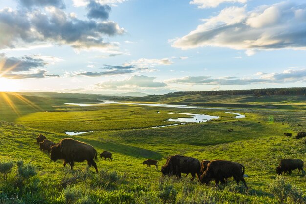Bison herd grazing in the Hayden Valley Yellowstone National Park