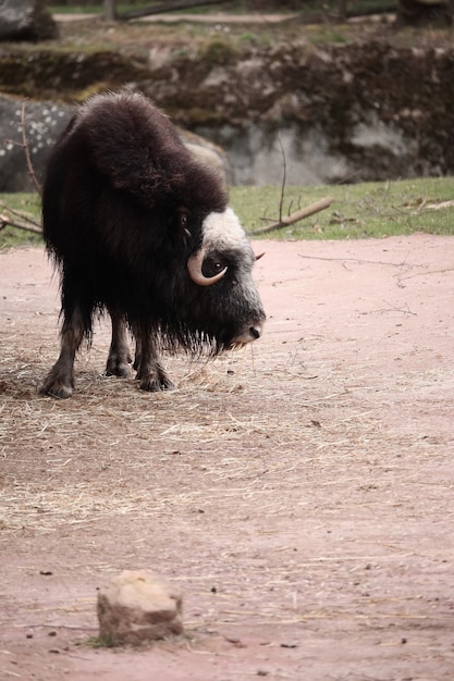 Foto gratuita bisonte guardandosi intorno