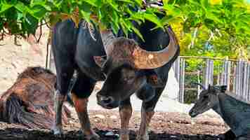 Foto gratuita bisonte in uno zoo