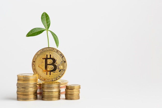 Bitcoin bundle with plant