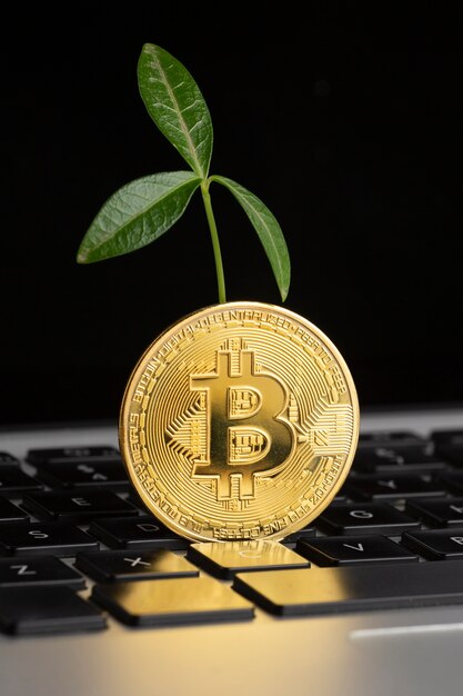 Bitcoin on top of keyboard with plant