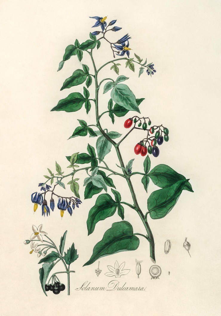 無料Photo 甘い食べ物（solanum dulcamara）イラストレーション：medical botany（1836）