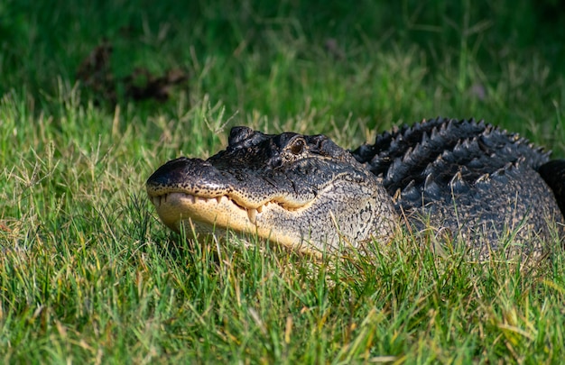 black American alligator crawling on the grass under sunlight with a blurry background