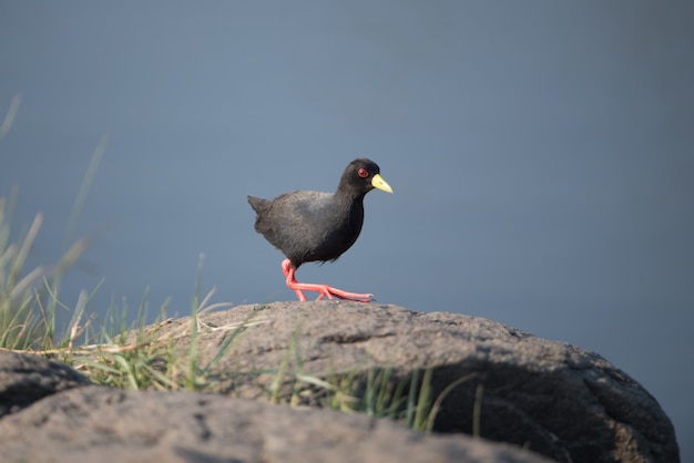 Black American coot bird perched on a huge rock with a blurred background