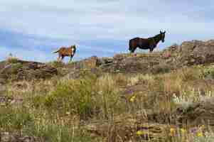 Бесплатное фото Черно-бежевые лошади, стоящие на камнях на большом лугу
