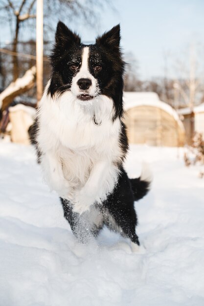 雪の中で黒と白のボーダーコリー犬と女性 プレミアム写真