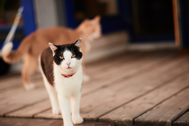 無料写真 黒と白の猫は、カントリーハウスの木製のポーチに立つ